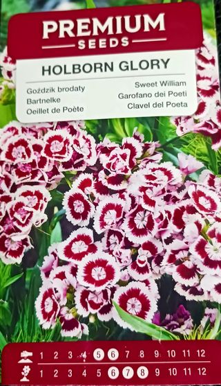 20 Semillas Clavel Poeta Holborn Glory