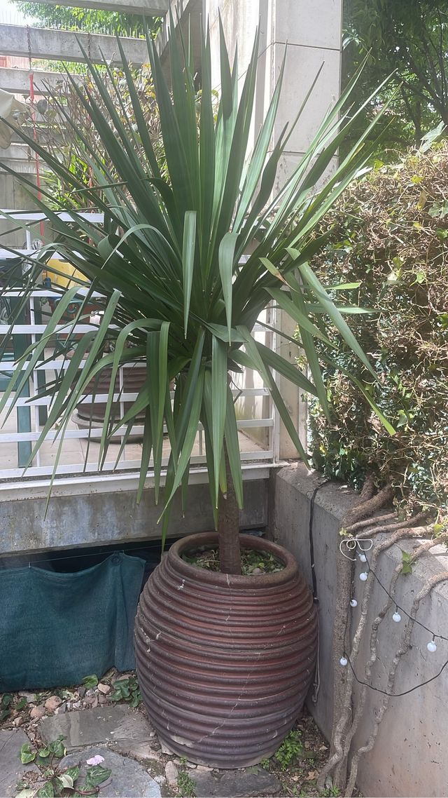 Oportunidad: YUCA elegante en tinaja de barro