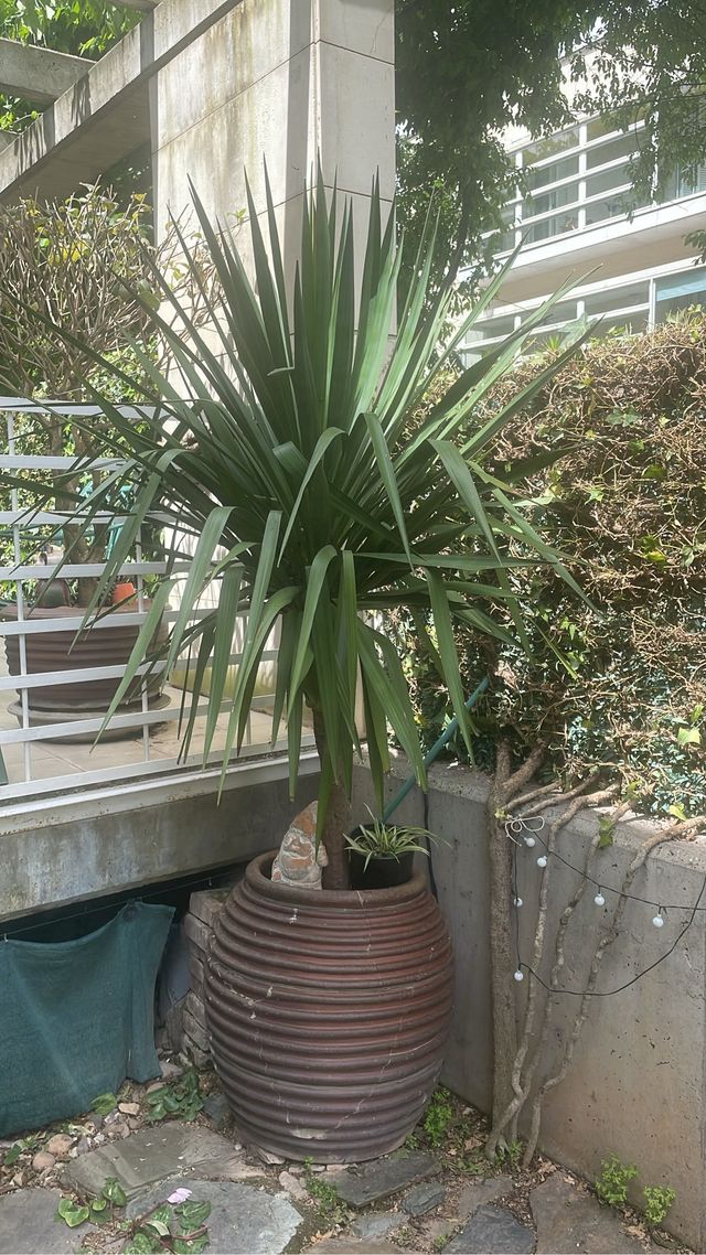 Oportunidad: YUCA elegante en tinaja de barro