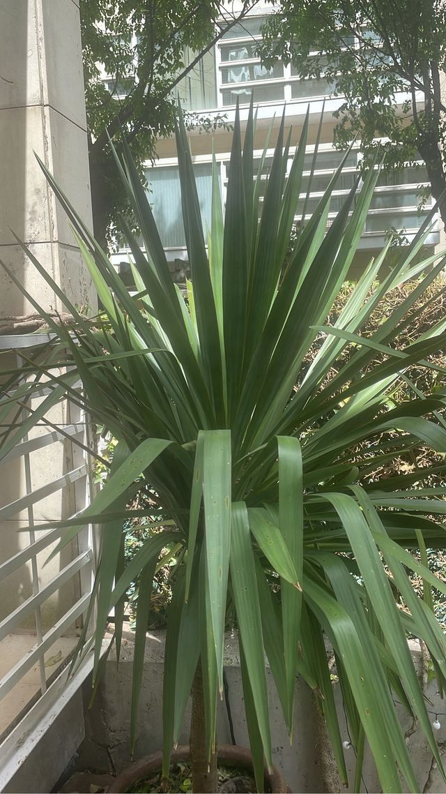 Oportunidad: YUCA elegante en tinaja de barro