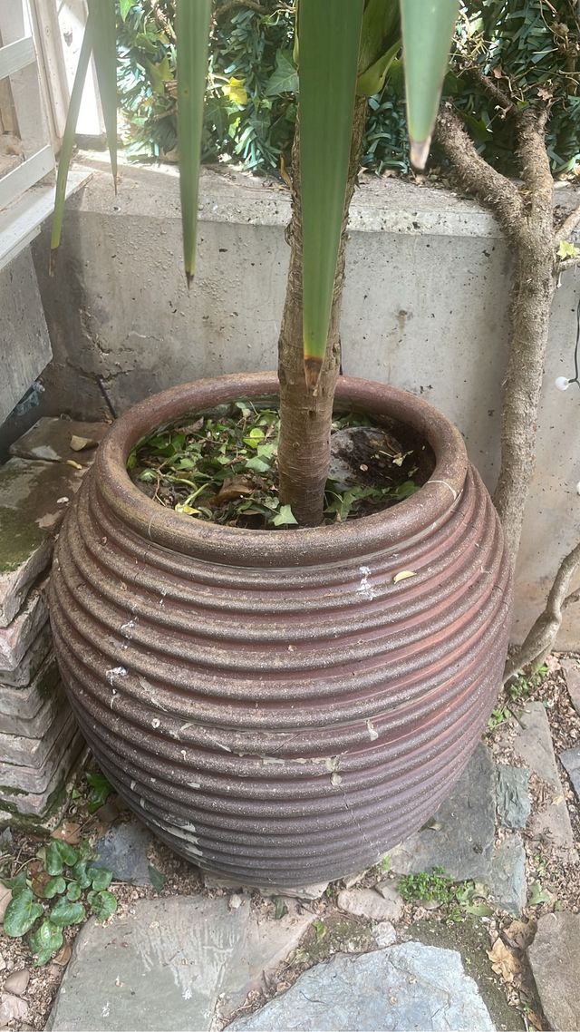 Oportunidad: YUCA elegante en tinaja de barro