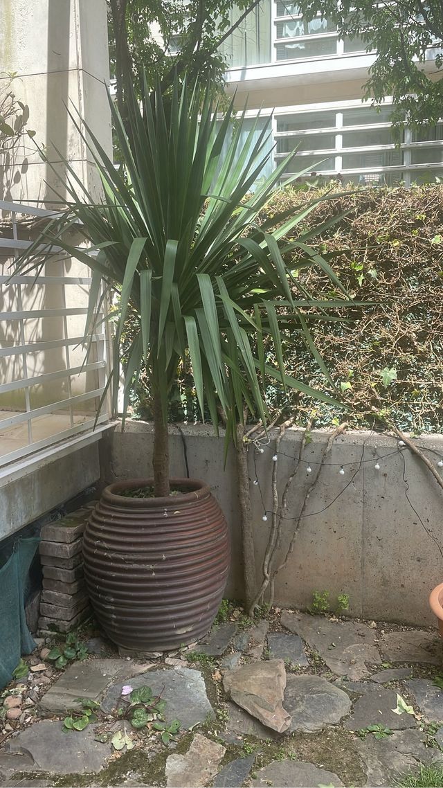 Oportunidad: YUCA elegante en tinaja de barro