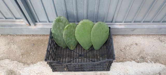 Hojas de penca o chumbera de chumbos gordos y rojo