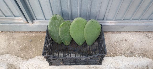 Hojas de penca o chumbera de chumbos gordos y rojo