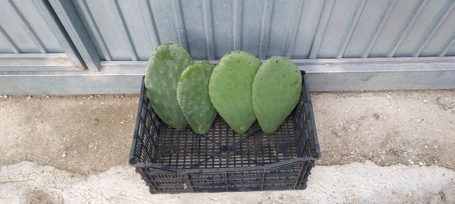 Hojas de penca o chumbera de chumbos gordos y rojo