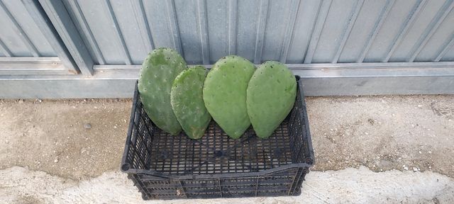 Hojas de penca o chumbera de chumbos gordos y rojo