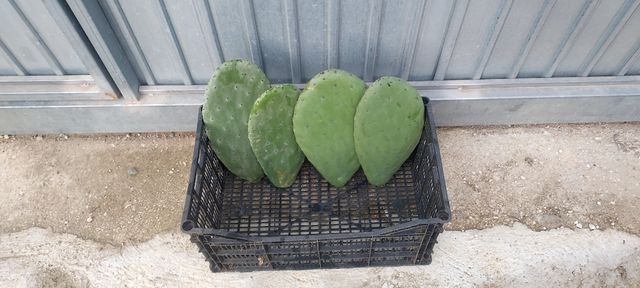 Hojas de penca o chumbera de chumbos gordos y rojo