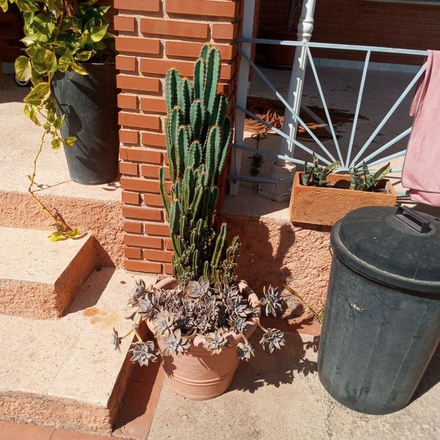 Plantas