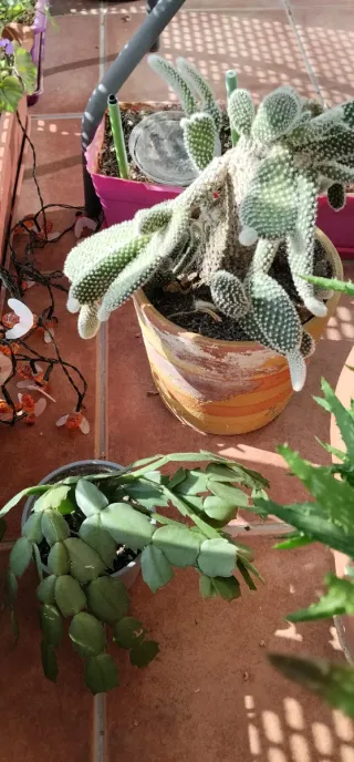 Cactus grande + regalo