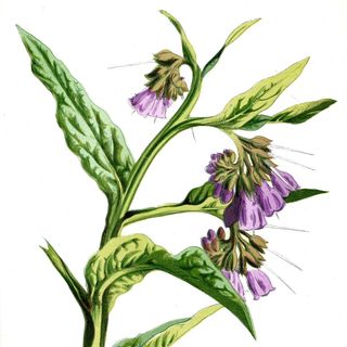 LOTE 50 consueldas rusas