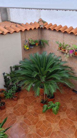 Palmera Natural Cyca