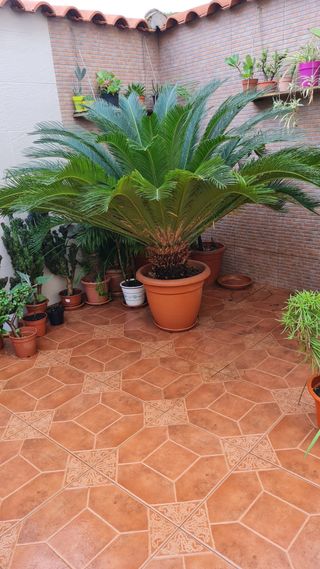 Palmera Natural Cyca