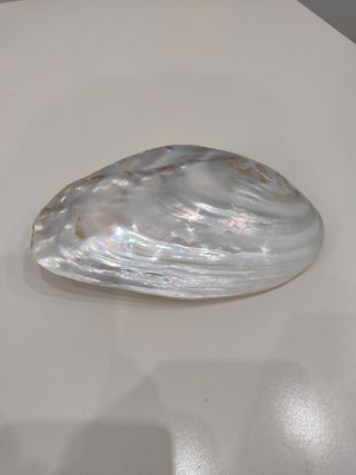 Conchiglia madreperla 