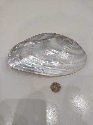 Conchiglia madreperla 