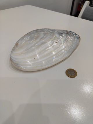 Conchiglia madreperla 