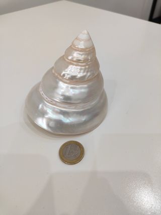 Conchiglia madreperla 