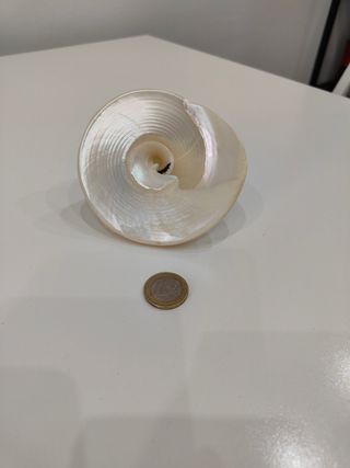Conchiglia madreperla 
