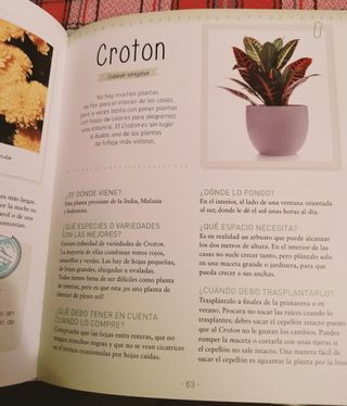 50 Plantas perfectas (Spanish Edition)