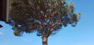 Tala poda de arboles palmeras parcelas
