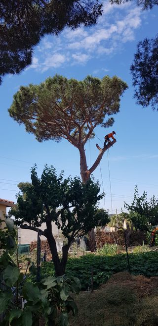 Tala poda de arboles palmeras parcelas