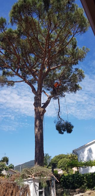 Tala poda de arboles palmeras parcelas