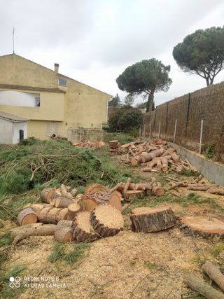 Tala poda de arboles palmeras parcelas