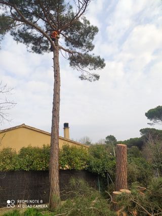 Tala poda de arboles palmeras parcelas