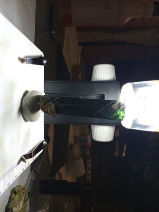 Bellissima gemma verde di Vivianite