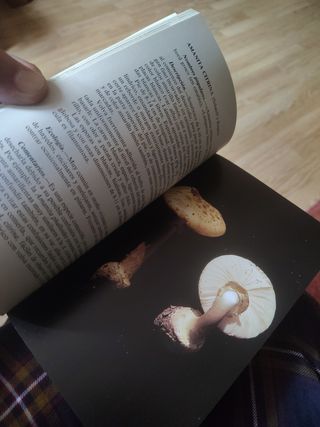 El bosque y sus hongos, 247 páginas