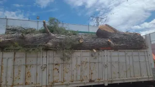 VERTEDERO GRATIS RESTOS DE TALAS, PALETS ETC...