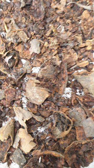 Maracuja banana  sementes