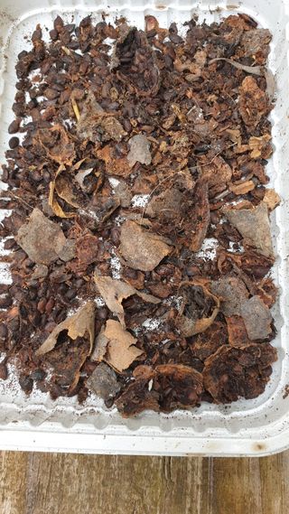 Maracuja banana  sementes