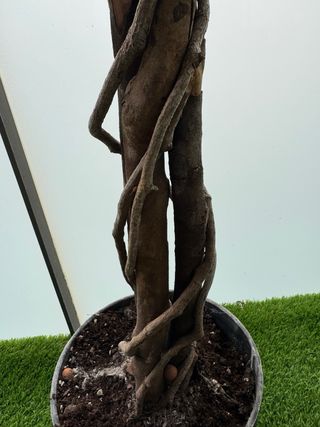 Planta artificial 180cm