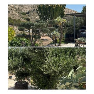 Jardinero Economico