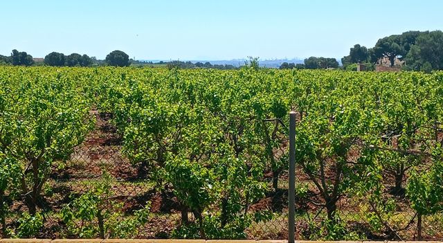 Se ofrece en alquiler finca agrícola de 36,97 han