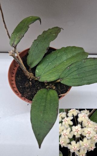 Hoya Erythrina