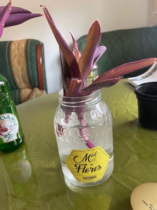 Esqueje Tradescantia Nanouk planta