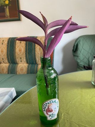 Esqueje Tradescantia Purpurea planta