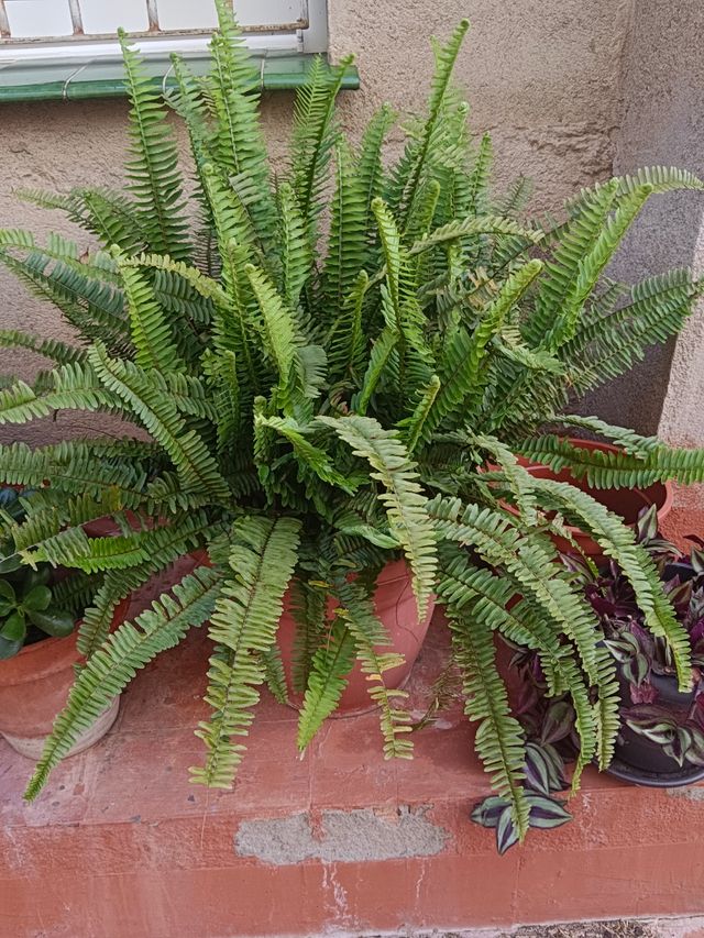 Planta helecho maceta terracota
