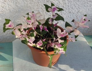 Tradescantia Maiden's Blush 2L