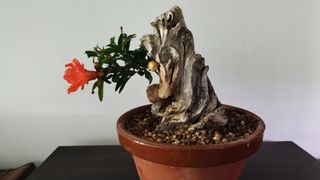 Bonsai granado