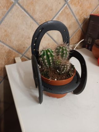 Macetero herraduras - Decoración cactus