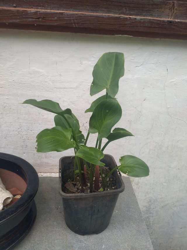 Planta de calas pequeña