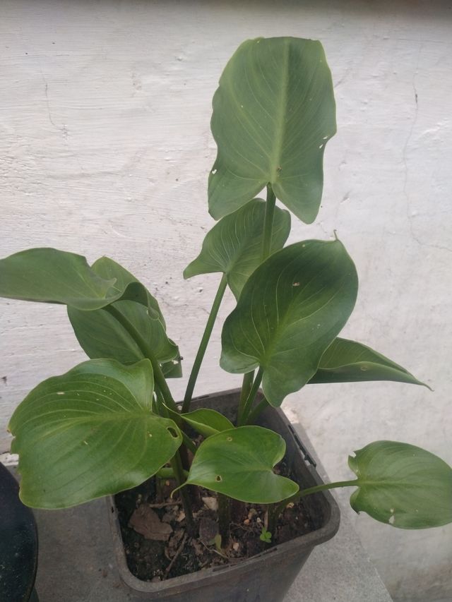 Planta de calas pequeña