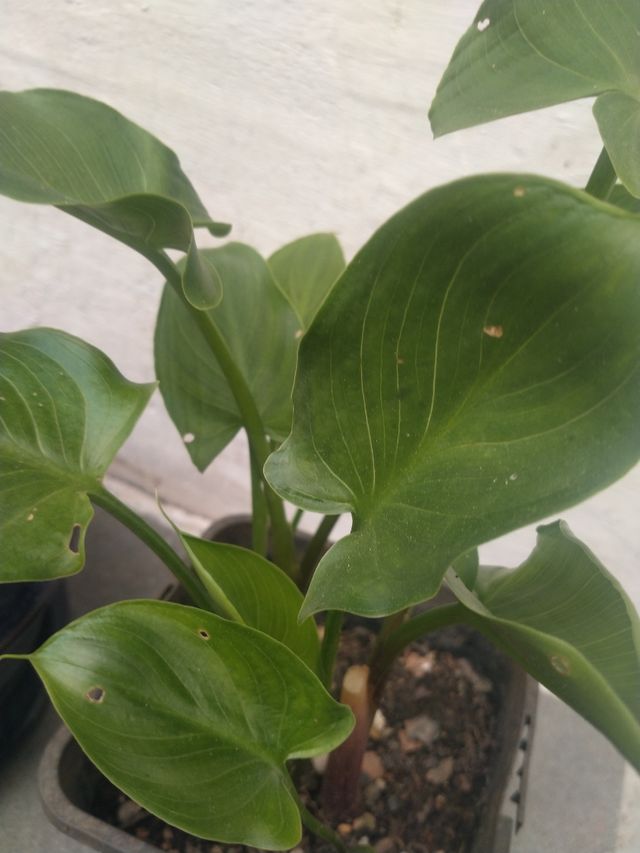 Planta de calas pequeña