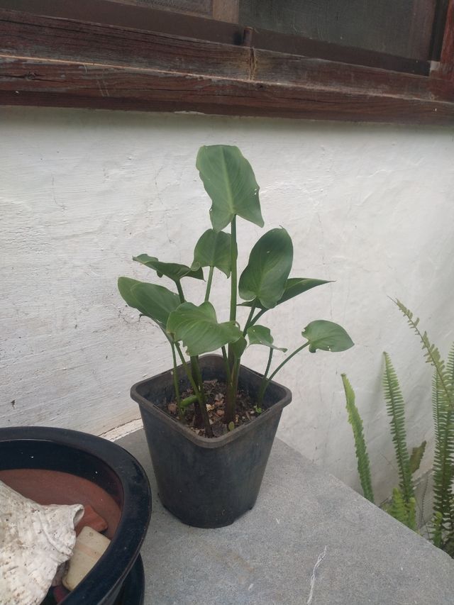 Planta de calas pequeña