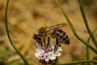 Objetivo Tamron 90mm f/2.8 Macro SP.