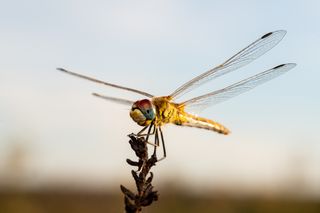 Objetivo Tamron 90mm f/2.8 Macro SP.