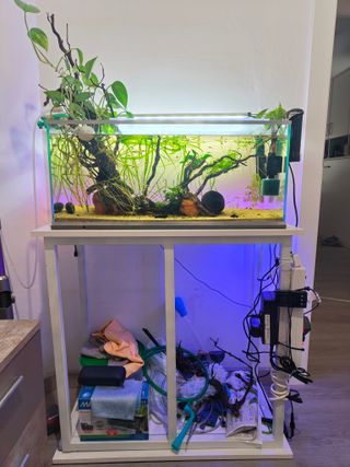 Acuario completo 60L + soporte + gambas + peces ++