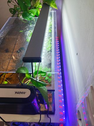 Acuario completo 60L + soporte + gambas + peces ++